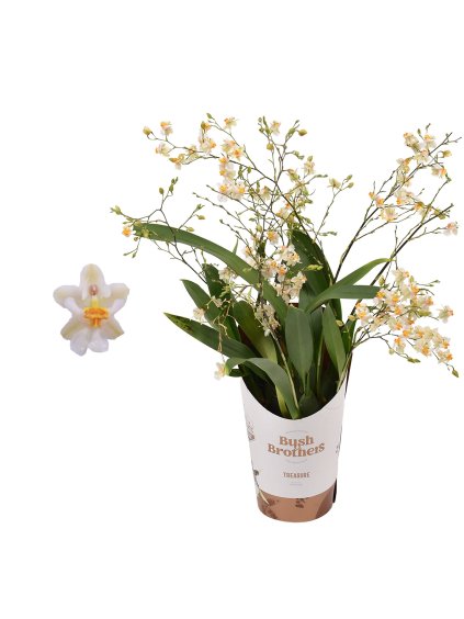 Oncidium 'Twinkle' V25cm