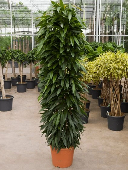 Ficus binnendijkii 'Amstel King' R40cm V220cm