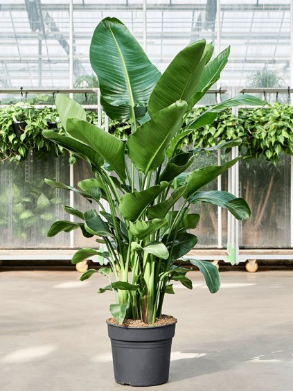 Strelitzia nicolai V170cm
