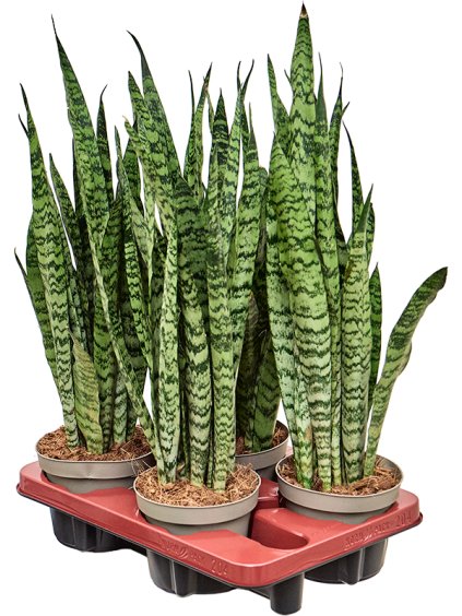 Sansevieria zeylanica 4/tray R14cm V40cm