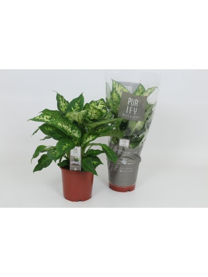 Dieffenbachia 'Compacta' V55cm