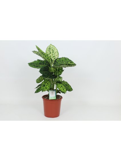 Dieffenbachia 'Reflector' V90cm