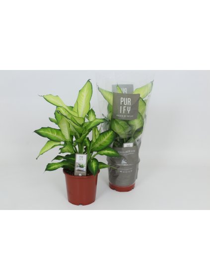 Dieffenbachia 'Summer Style' V60cm