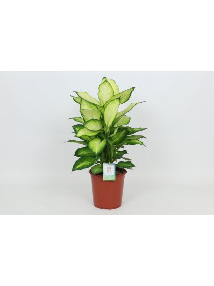 Dieffenbachia 'Summer Style' V80cm