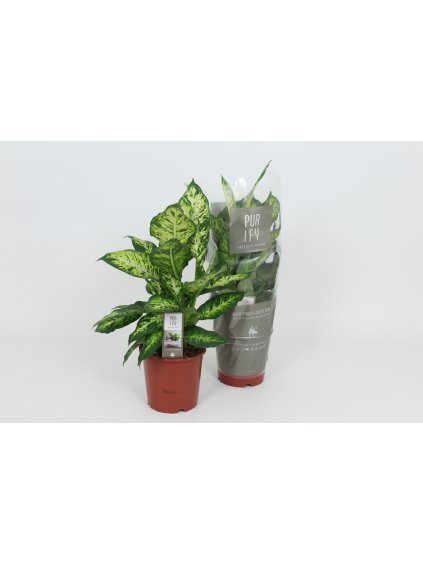 Dieffenbachia 'Sublime' V60cm