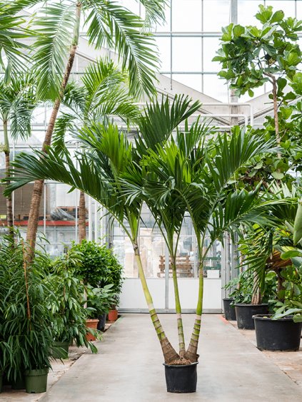 Veitchia (Adonidia) merrillii R35cm V200cm