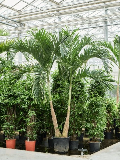 Veitchia (Adonidia) merrillii R55cm V300cm