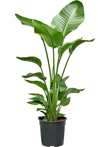 Strelitzia nicolai (110-140) V120cm