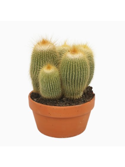 Eriocactus leninghausii V25cm