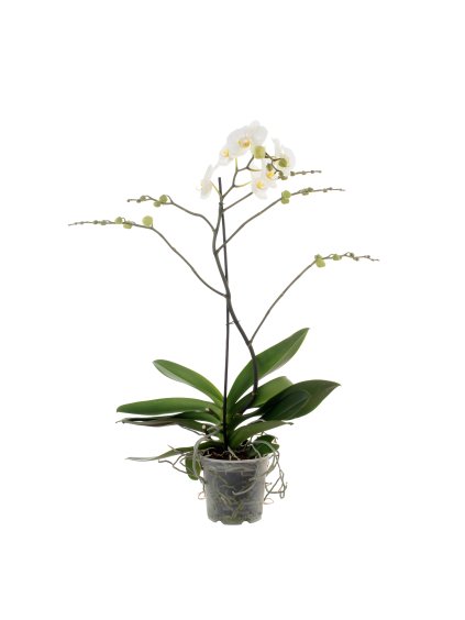 Phalaenopsis Queen V85cm