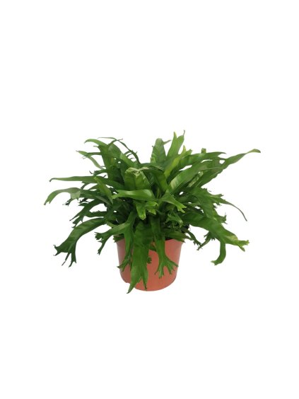 Asplenium nidus 'Crissie' V35cm