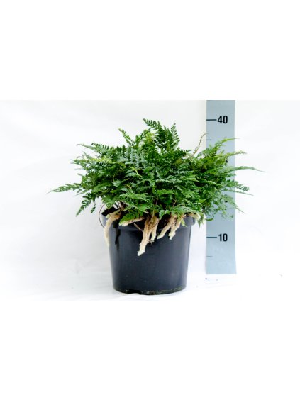 Humata griffithiana var. tyermannii V35cm