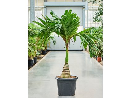 Areca catechu dwarf (190-210) V200cm