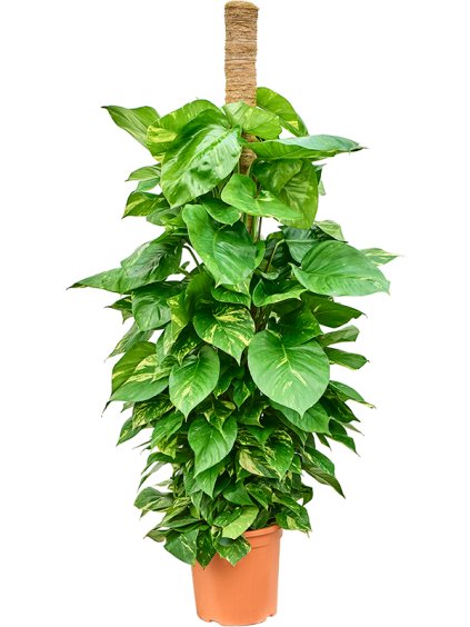 Scindapsus (Epipremnum) 'Aureum' V165cm
