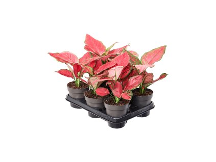 Aglaonema 'Red Joy' 6/tray R12cm V30cm