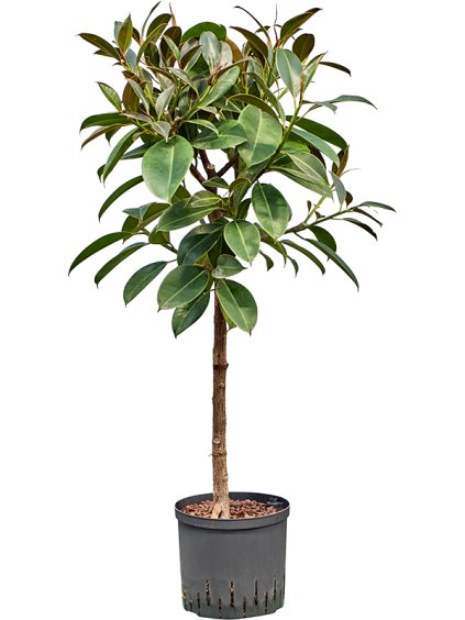 Ficus elastica 'Melany' V120cm