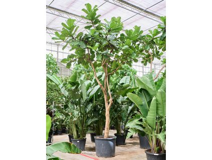 Ficus lyrata (400-500) V475cm