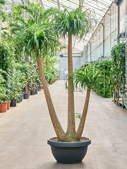 Beaucarnea recurvata V210cm