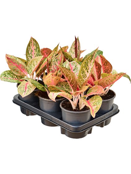 Aglaonema 'Night Sparkle' 6/tray V30cm