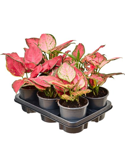 Aglaonema 'Spitfire' 6/tray V30cm