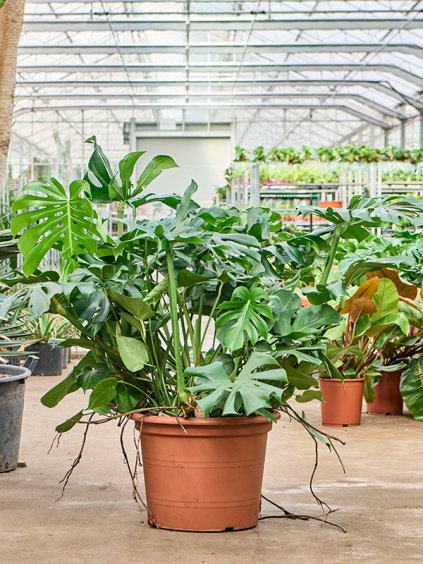 Monstera deliciosa R55cm V130cm