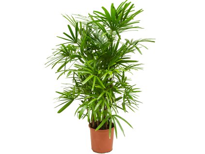 Rhapis excelsa (140-170) V155cm