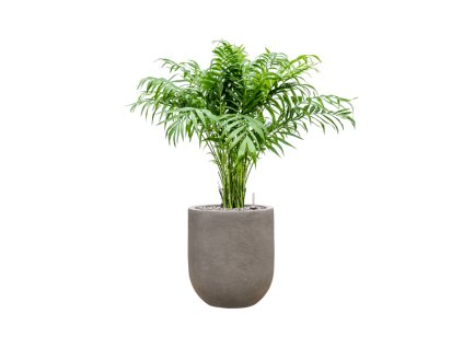 Chamaedorea elegans v kvetináči Baq Nucast – izbová palma v ekologickom kompozitnom kvetináči