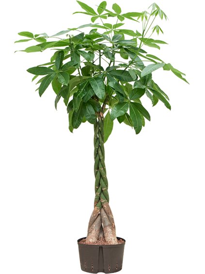 Pachira aquatica R30cm V180cm