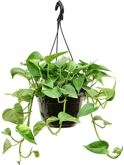 Scindapsus (Epipremnum) 'Aureum' R20cm V45cm