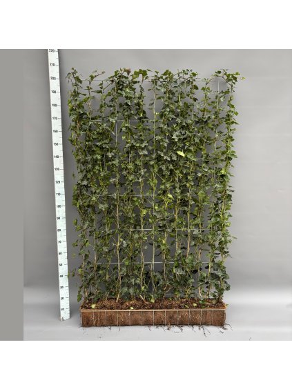 Hedera hibernica V200cm