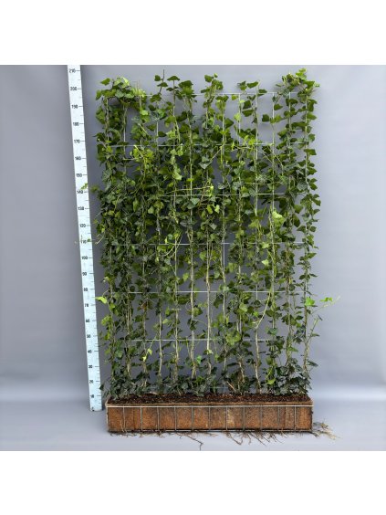 Hedera helix 'Woerner' V200cm