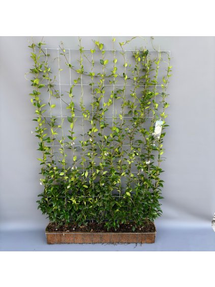 Trachelospermum jasminoides V200cm
