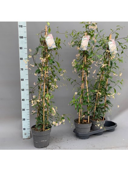 Trachelospermum jasminoides V100cm