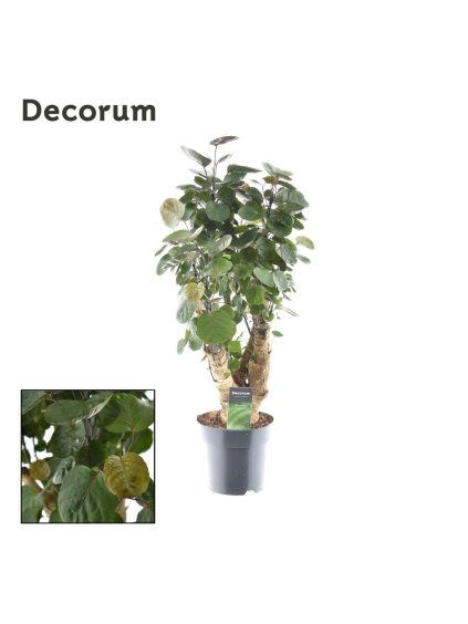 Polyscias 'Fabian' V60cm