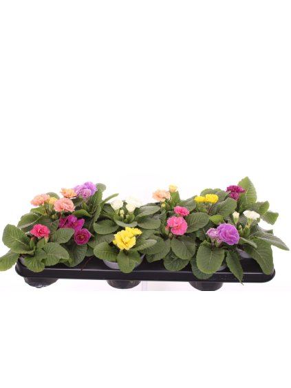 Primula (Acaulis Grp) dubbel Rubens gemengd V15cm