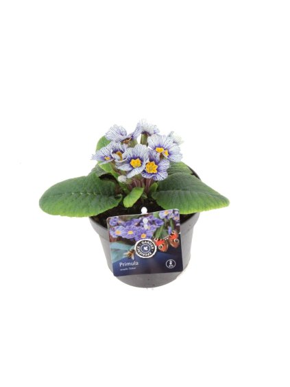 Primula vulgaris 'Zebra Blue' V20cm