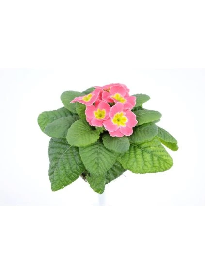 Primula (Acaulis Grp) Candy Baby Pink V20cm