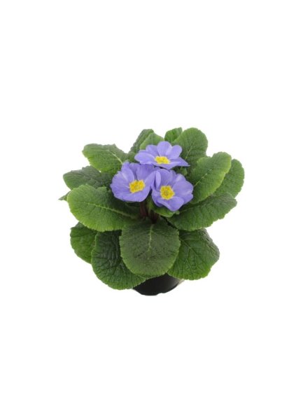 Primula (Acaulis Grp) Candy Sky Blue V20cm