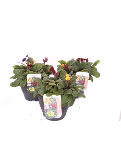 Primula (Elatior Grp) Gold Nugget gemengd V40cm