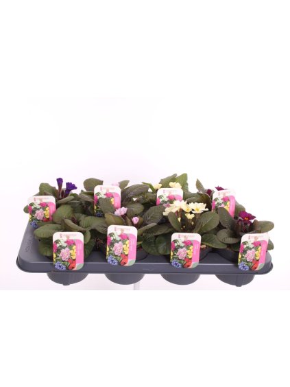 Primula (Acaulis Grp) Obsidian gemengd V15cm