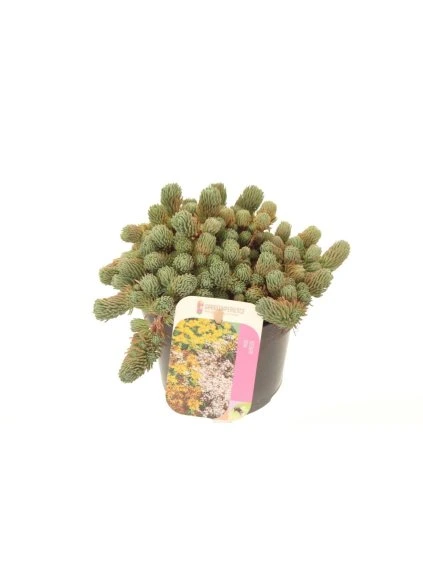 Sedum forsterianum Oracle V20cm