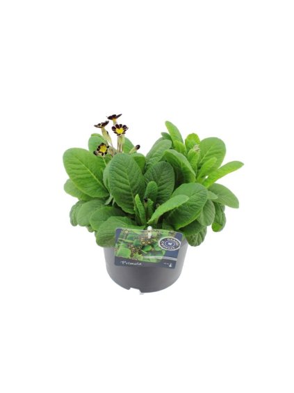 Primula (Elatior Grp) 'Mister Silver Laced' V25cm