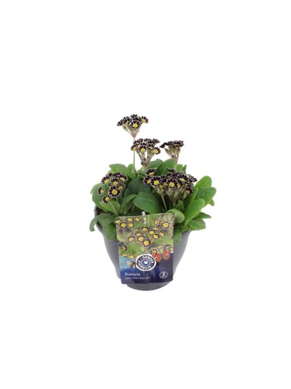 Primula (Elatior Grp) 'Mister Silver Laced' V40cm