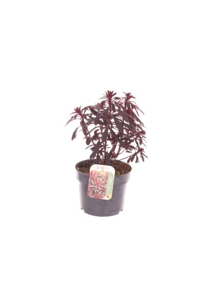 Euphorbia Miner's Merlot V40cm