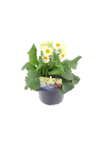 Primula elatior Cream Orange Eye V25cm