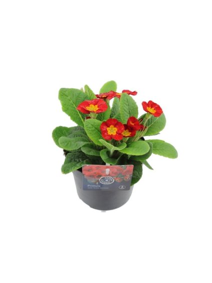 Primula elatior Late Marmelade V20cm