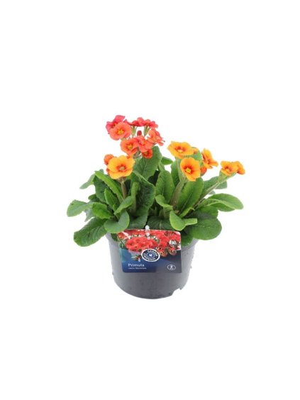 Primula elatior Late Marmelade V30cm