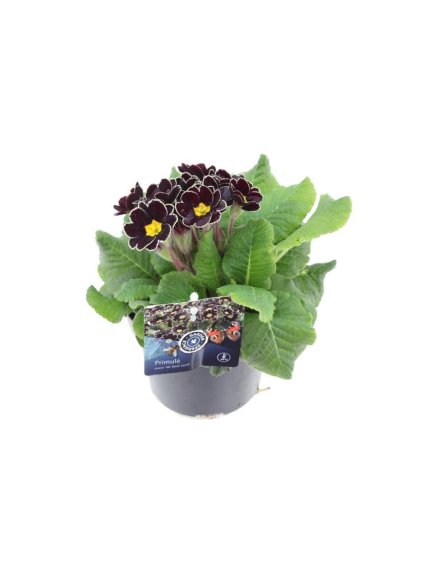 Primula elatior Mister Black Laced V20cm