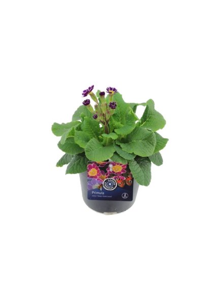 Primula elatior Miss Violet Laced V20cm