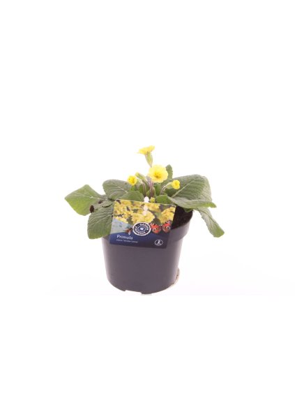 Primula elatior Veristar Lemon V25cm